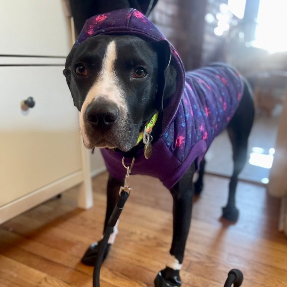 Meet your Posher, Nico - Picture 1 of 1